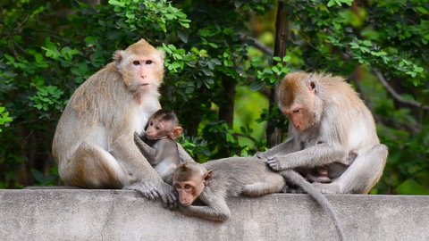 Monkey family at ratchaburi, Thailand.