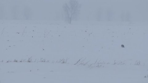 4K UHD - Snowy Owl (Bubo Scandiacus) taking off in blizard with low visibility