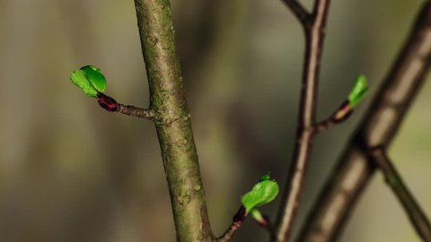 Blooming leaves of chokeberry shrub (aronia). 5 days time lapse