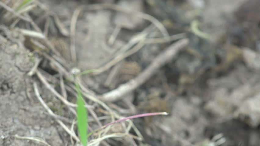 One Hole in the ground, meadow, field, forest, garden