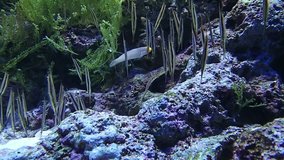 School of razor fish swimming over coral reef 
