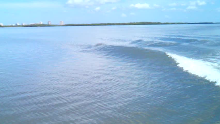 Dolphin Jumping