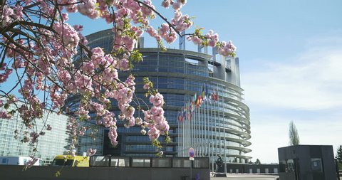 Sakura cherry blossom tree with all flags of the European Union flapping waving on the wind in front of the European Parliament in Strasbourg, France
