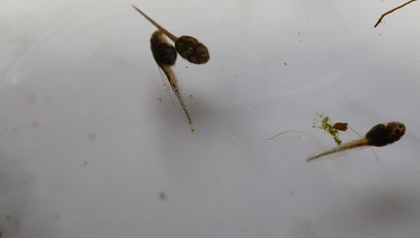 tadpoles swimming in glass container