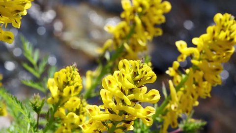 Wild Yellow Corydalis (Corydalis lutea) against the backdrop of the water flow of the river. Blooms in April and May on the rocky shoals and banks of rivers. Primorsky Krai, Russia.