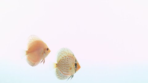 A pair of beautiful discus fish swimming peacefully from left to right of the screen. 