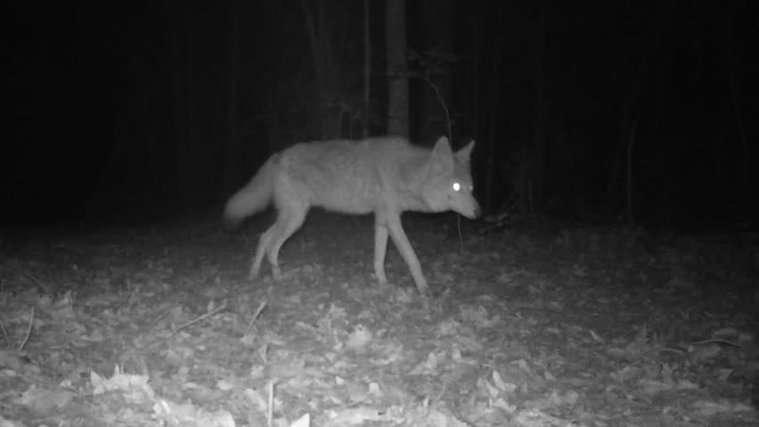 Rare infrared footage of Coyote at night.Coyote (Canis latrans) is a wild canine of North and Central America. It is a cunning, adaptive, and successful predator often hunting in pairs or packs Royalty-Free Stock Footage #9847595