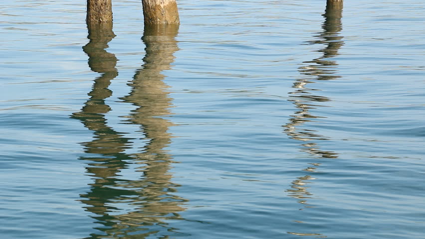 Reflection of the tree in water 