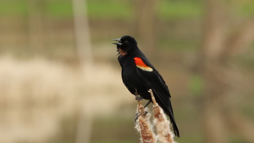 Red Winged Blackbird Singing