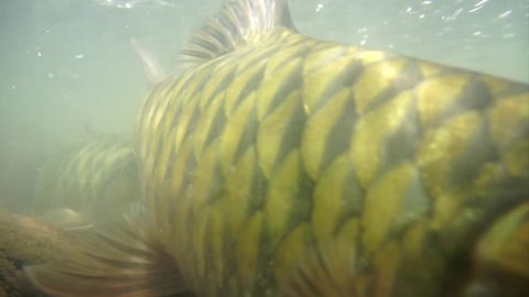 Underwater footage of Mahseer fish swimming near camera in nature murky river after flood in Borneo. Mahseer inhabit both rivers and lakes, ascending to rapid streams with rocky bottoms for breeding.