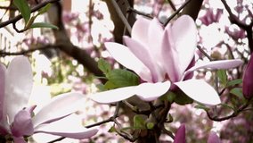 Close up Video of a Magnolia Tree in Bloom on Park Avenue New York City with buildings in the Background