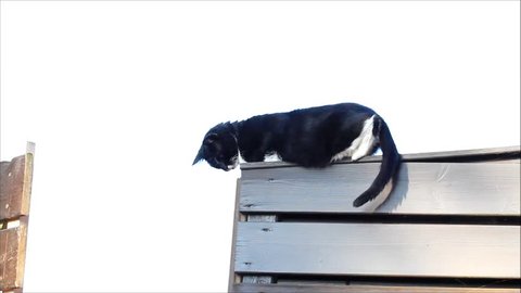  black male cat climbs on wooden fence 
