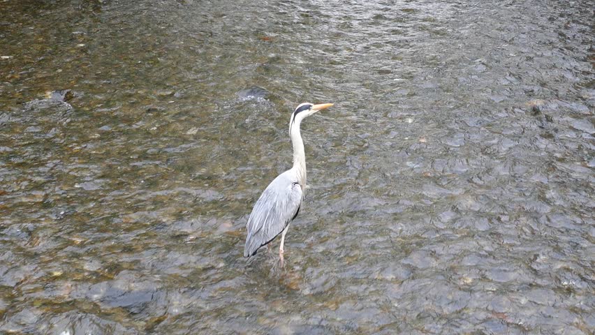 A wild heron waiting for fish in a stream through famous the Gion district of Kyoto, Japan. 