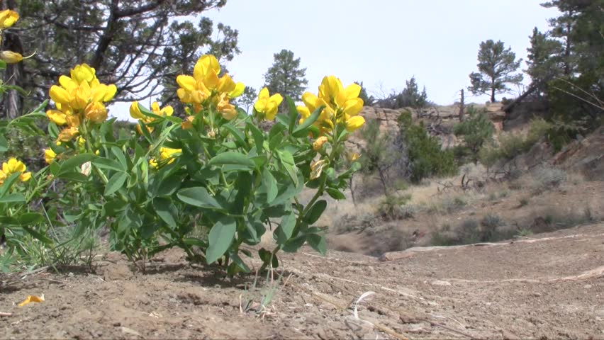 Mountain biker rides past wildflowers.