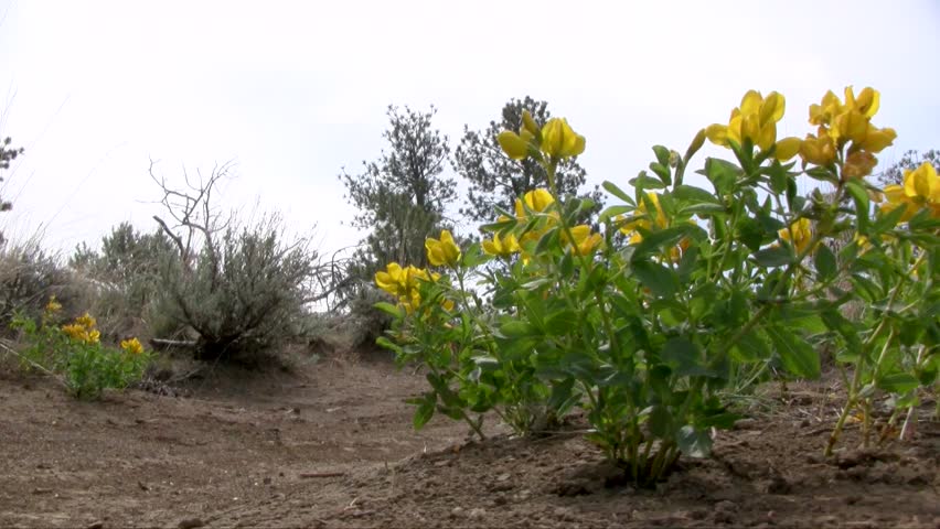 Mountain biker rides past wildflowers.
