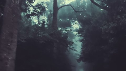 Long camera track through a dark forest