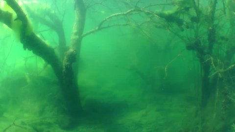 Swim among the sunken trees in a freshwater lake, wide shot. Mykolaiv region. Ukraine.
Underwater landscape with sunken tree on background of the water surface, wide shot. Mykolaiv region. Ukraine.
