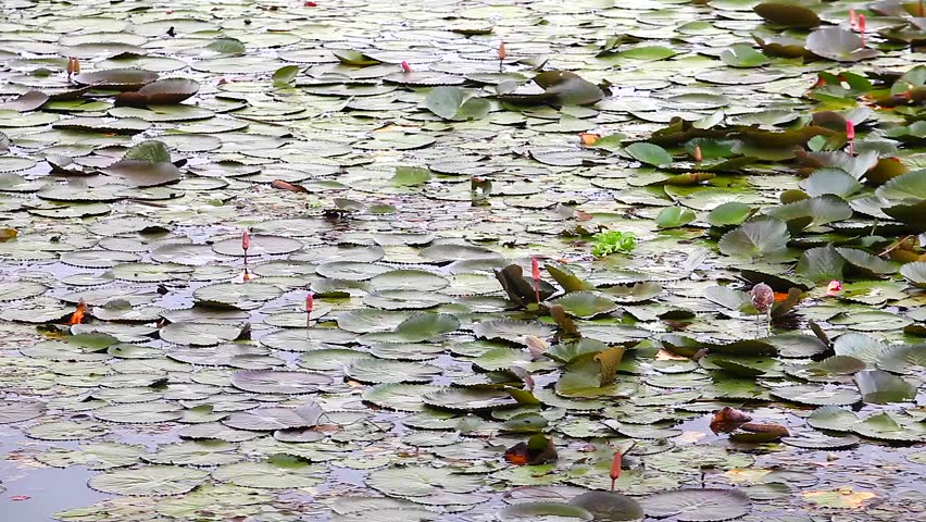 Ardeidae Heron hunting on Lotus
