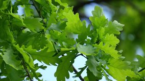 Closeup video of green oak leaves swaying in wind