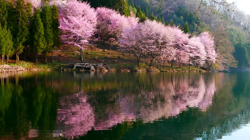 4k footage - cherry trees reflected Stock Footage Video (100% Royalty ...