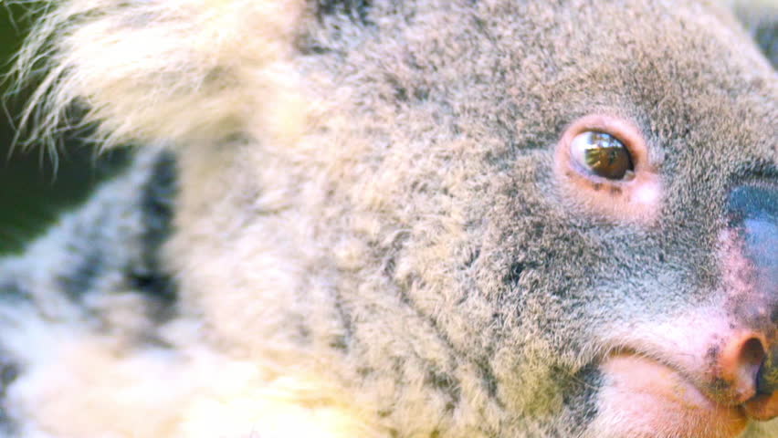 Koala Bear close up portrait. Phascolarctos cinereus - endangered animal of Australia 
 