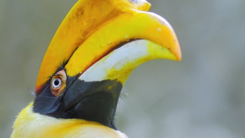 Hornbill bird close up portrait. Exotic animal of tropical rain forest 