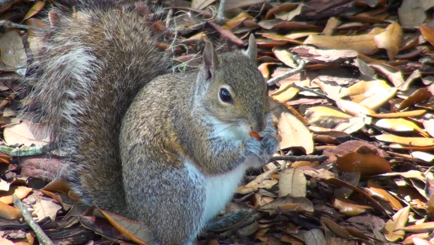 Animals 2016. 9 Squirrels. Животное 72.