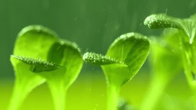Wet sprouts. Salad sprouts become wet in the rain. 4K UHD video.

