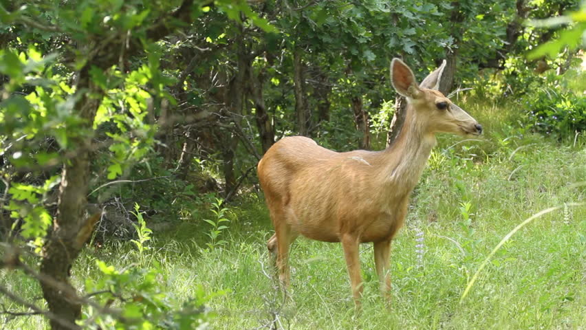 Female mule deer stands alertly in the forest, using her ears to stay alert of