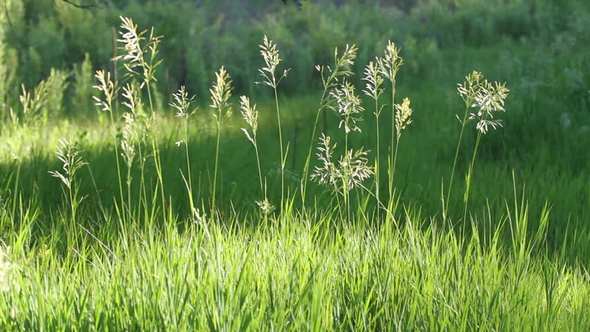 Wild grasses, backlit by the morning sun, blowing in the wind. HD 1080p 