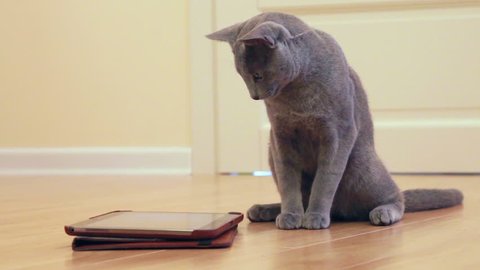 Kitten playing with tablet pc