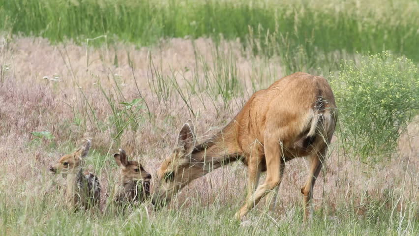 Female Mule Deer cleans her two newborn baby deer, in between feeding, in the