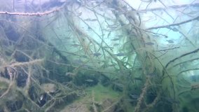 Perch scared a flock of small fish swimming among the branches of a tree submerged in an underwater forest, lake Aleksandrovskoe, Ukraine
