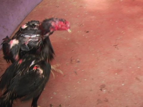 Cockfighting in Thailand.