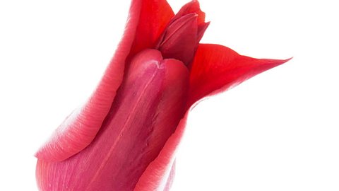 Timelapse of red pointy tulip flower blooming on white background close up view
