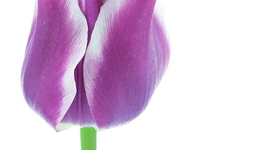 Purple pointed bss. Purple pointed bss