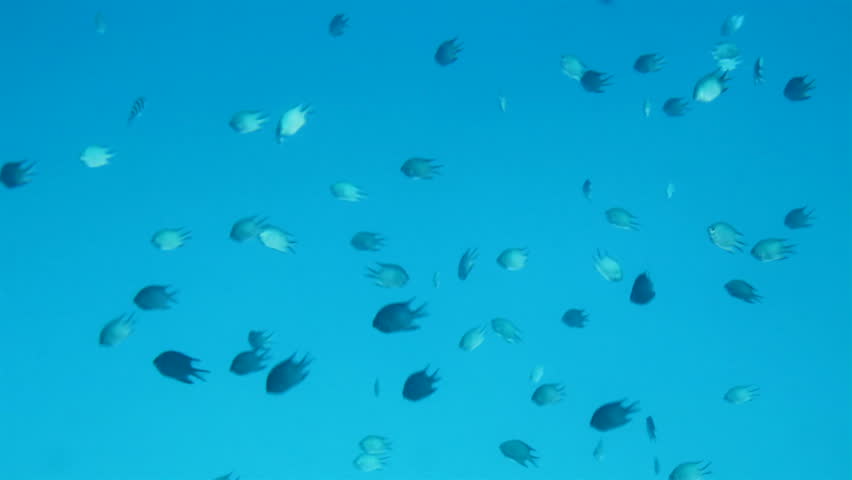 fish under water in Red Sea