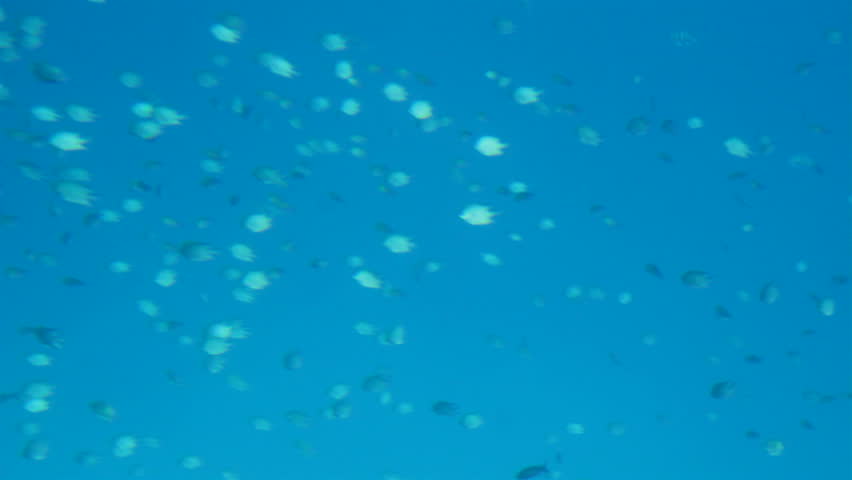 Fish under water in Red Sea | Shutterstock HD Video #988348