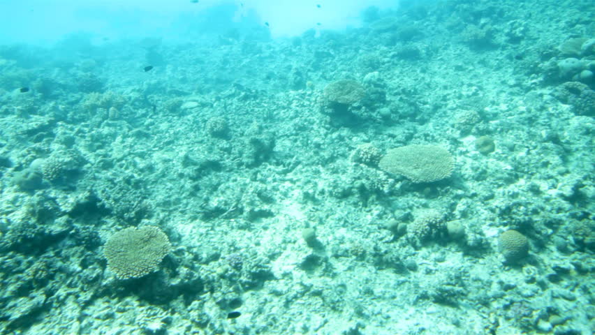 fish among corals under water in Red Sea
