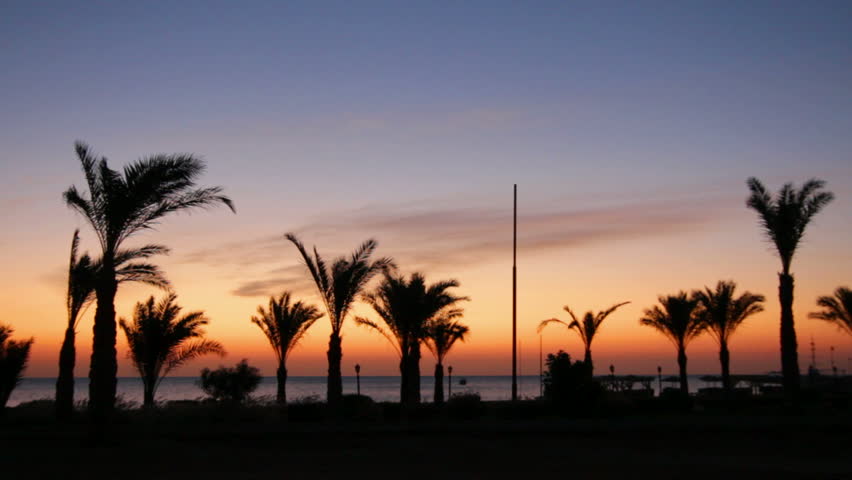 morning landscape with palm trees