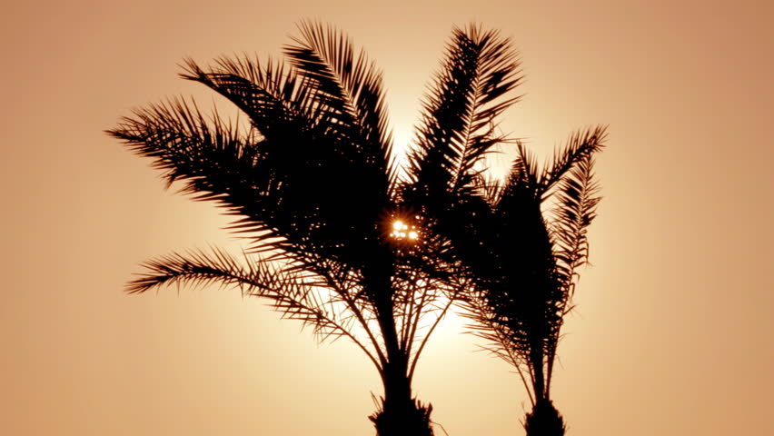 silhouette of palm tree against setting sun