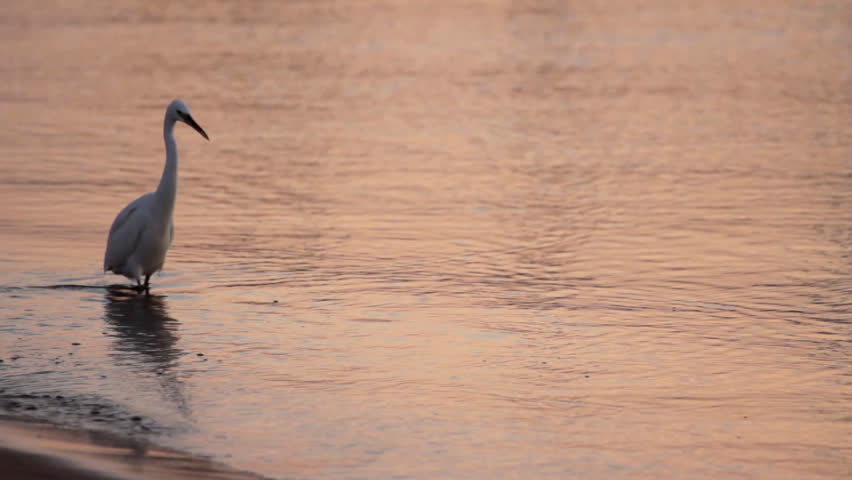 Egyptian heron bird walking on coastline