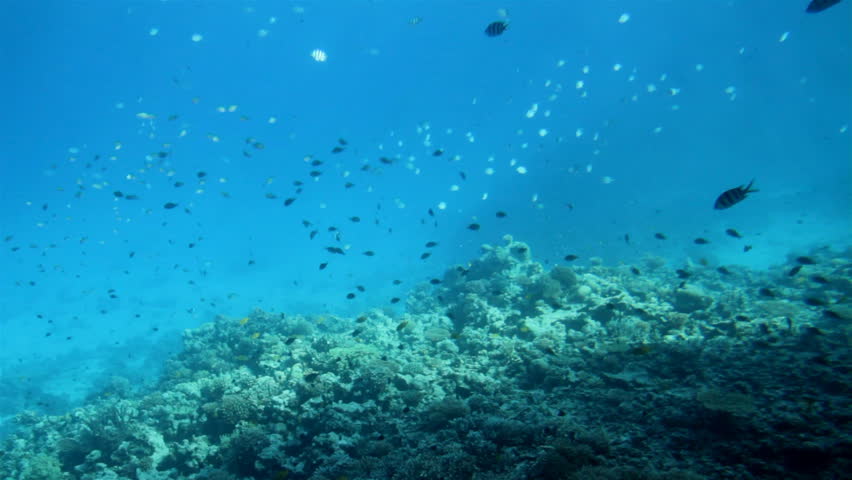 fish among corals under water in Red Sea
