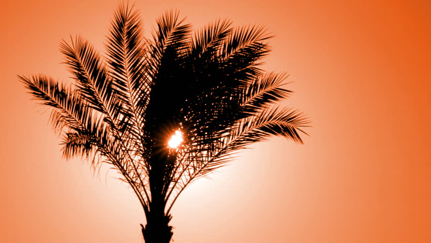 silhouette of palm tree against setting sun 