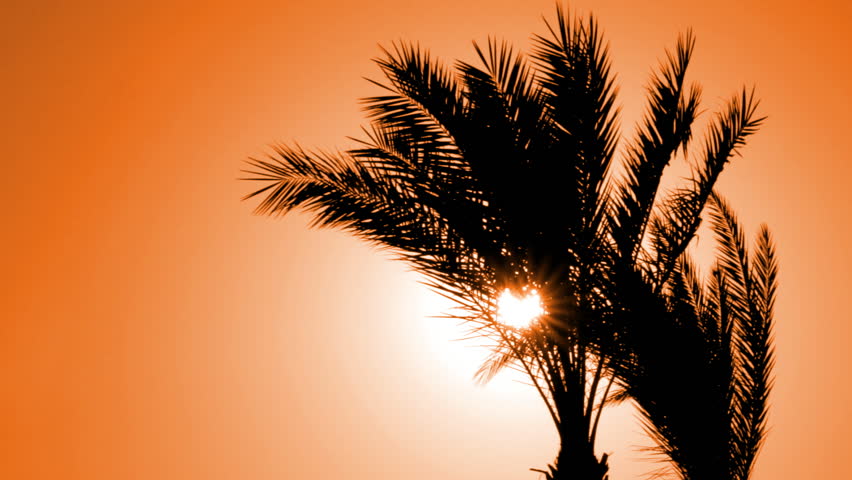 silhouette of palm tree against setting sun 