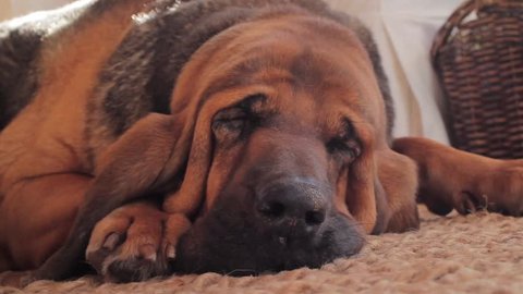 Bloodhound Sleeping
