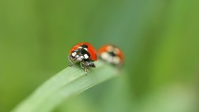 Ladybugs on a blade of grass. Rack focus.