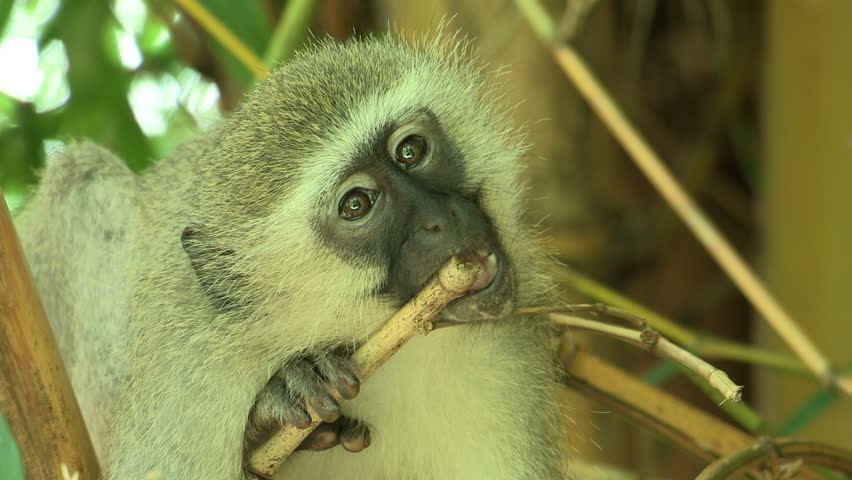 Monkey chewing bamboo