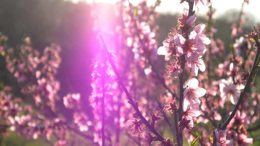 Cherry Blossom Tree Branch 4k Flowers Spring Springtime Japan Background Sakura