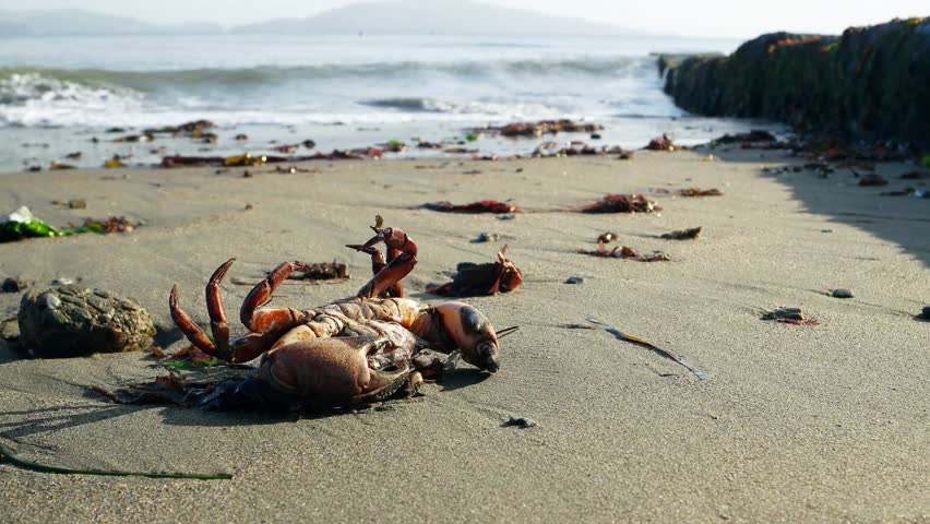 A crab washed up on a sandy beach in Northern California.  Bright, sunny morning.  Small waves and a concrete breakwater in the background.  Wet grey sand.